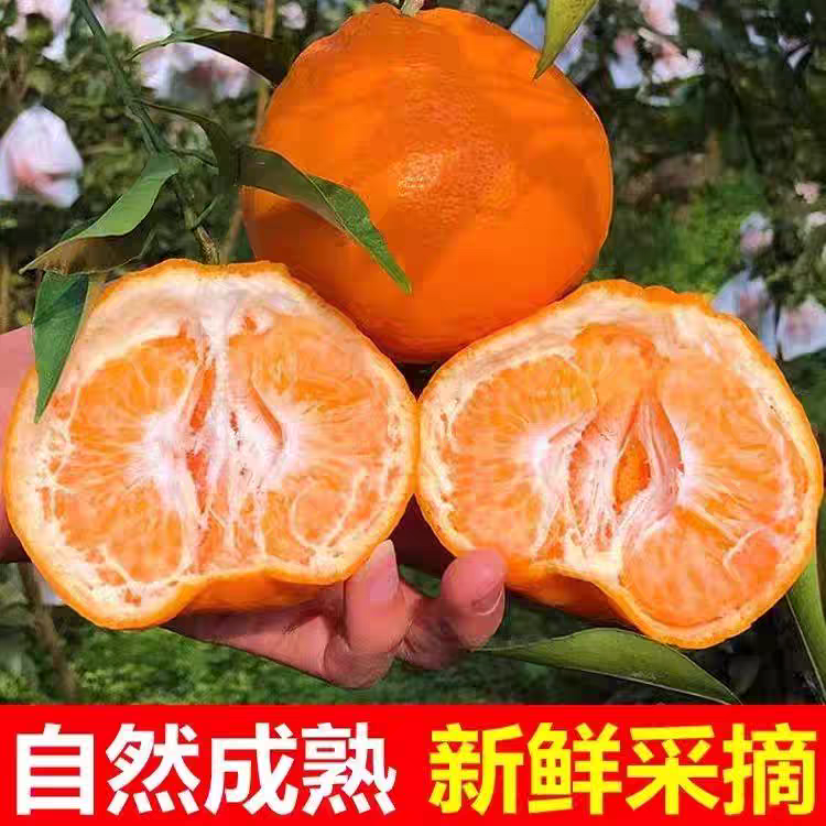 四川新鲜耙耙柑柑橘个头大皮薄汁多香甜可口