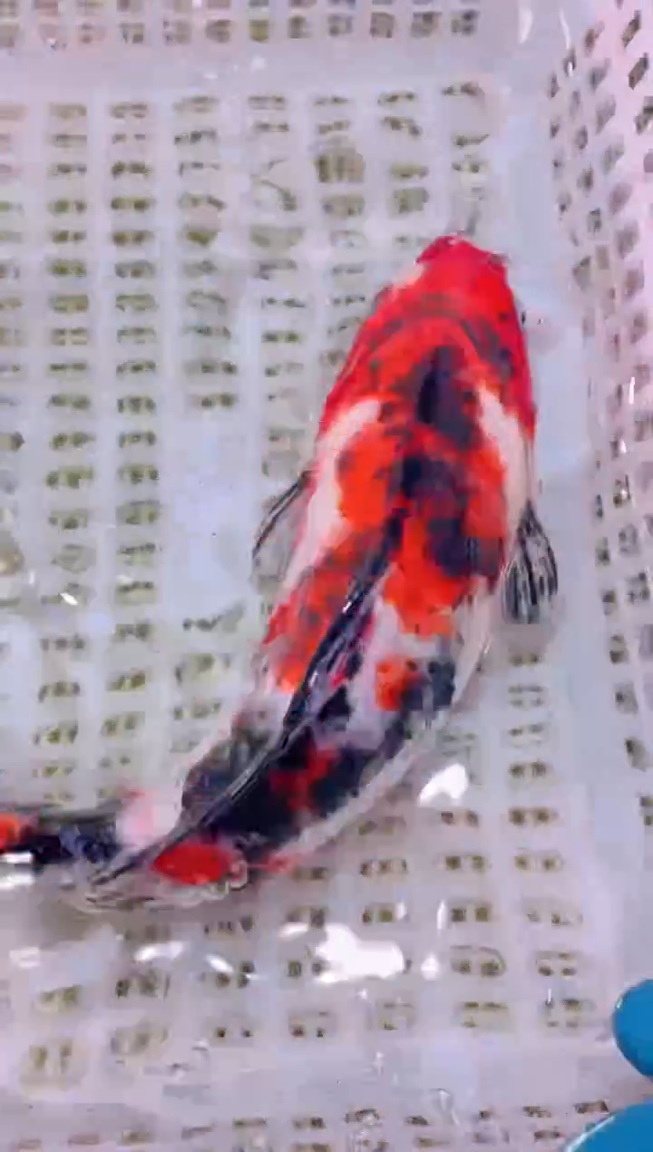 锦鲤冷水观赏鱼全场包邮271