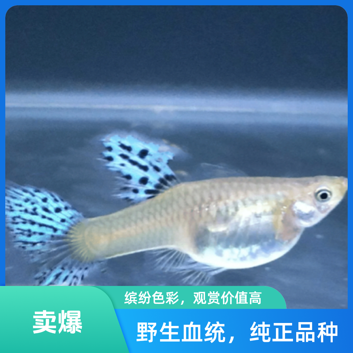 孔雀鱼蓝草三角尾观赏鱼热带鱼小型鱼缸家养淡水鱼孔雀鱼观赏鱼