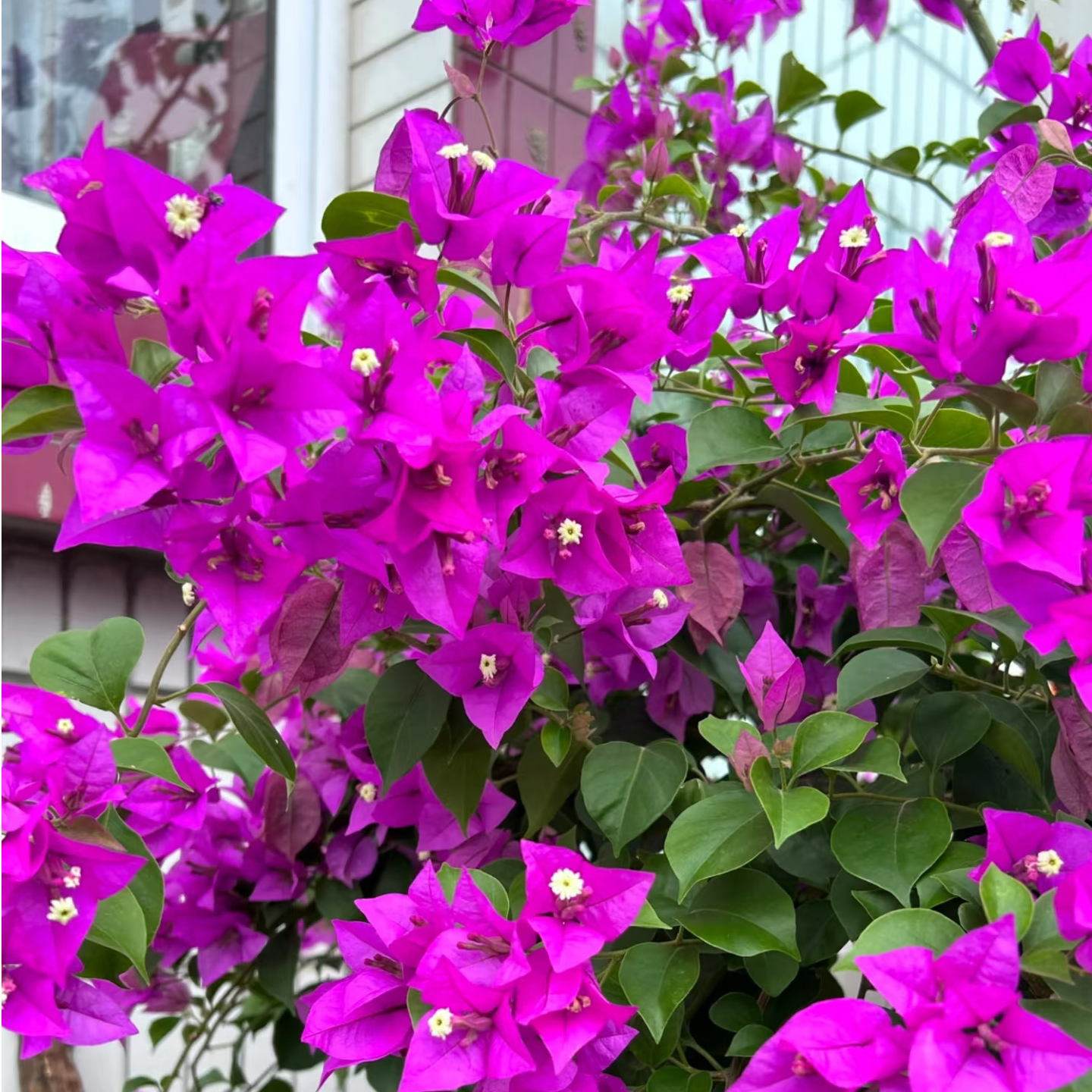 三角梅云南紫掉花落叶正常现象介意勿拍