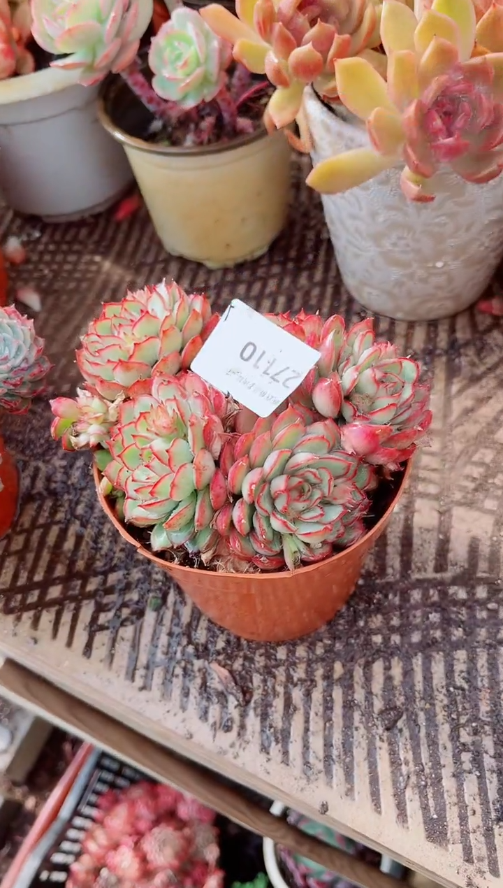 夏*跃跃精品多肉27110