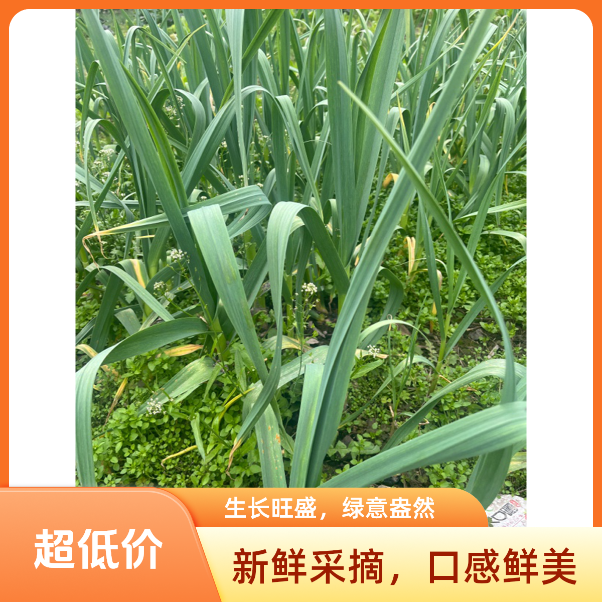 自家种植本地蒜苗