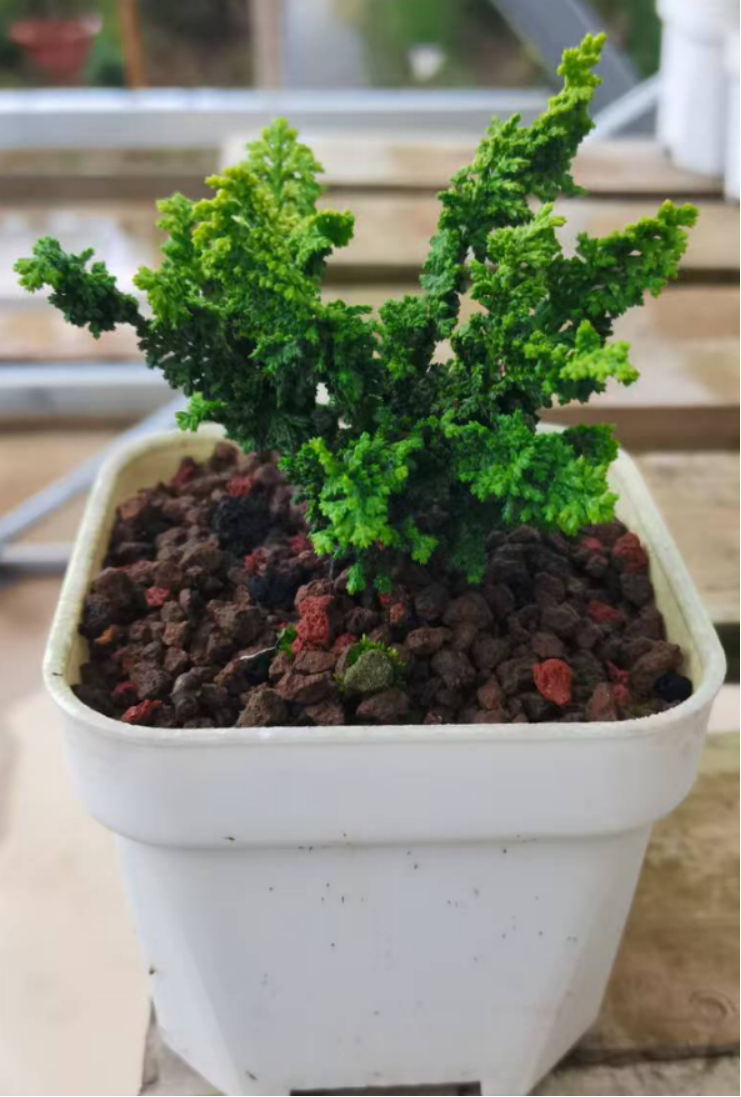 黄金油画石化桧 一物一拍