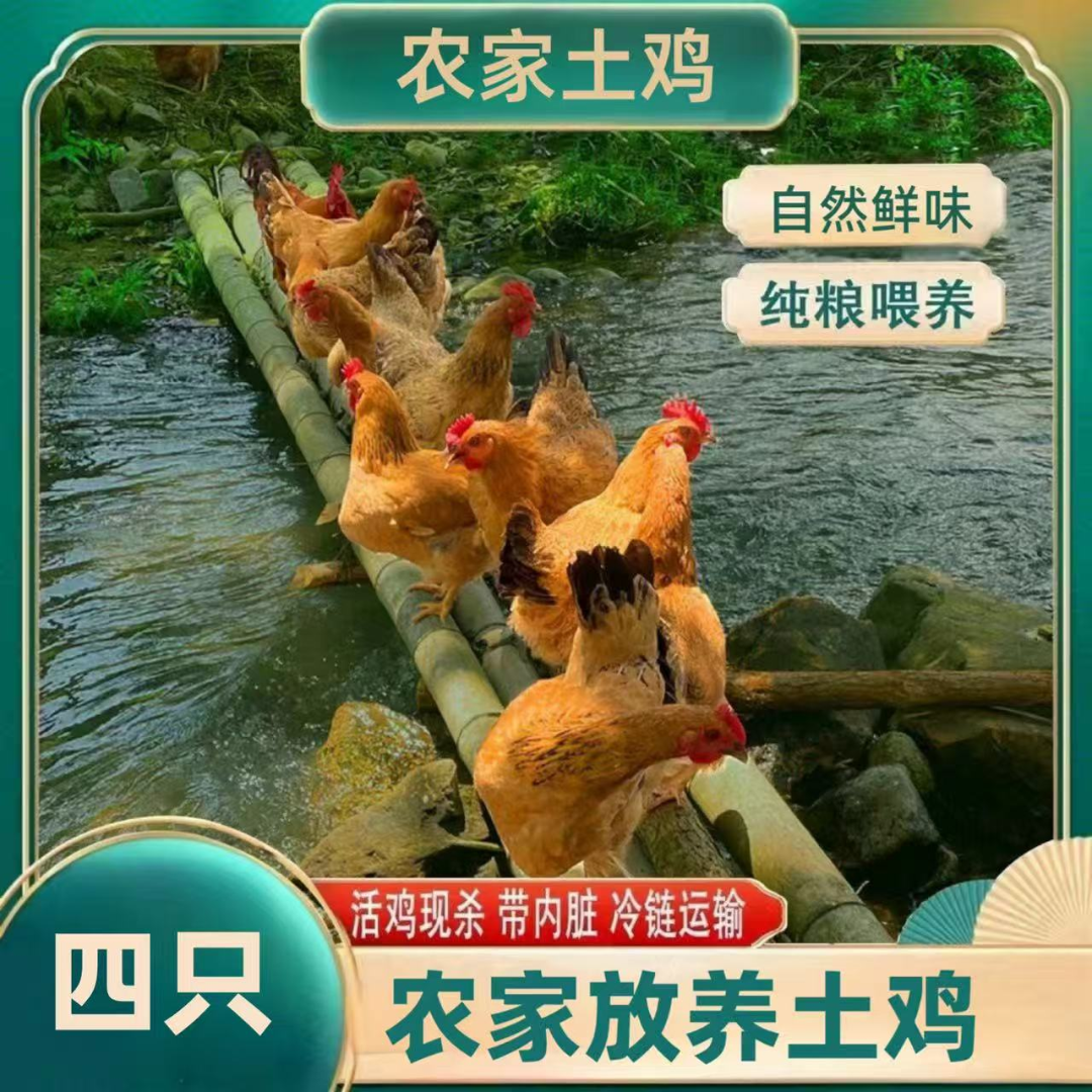 【山里人】2年黄油老母鸡带内脏 到手共4只净重8斤