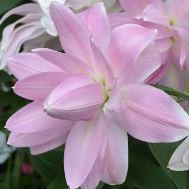 乔乔花屋1球莲花微风18/20cm东方系列浅粉色重瓣不带盆土现货包邮