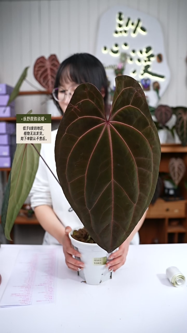 完全开放Y85 黑凤凰杂