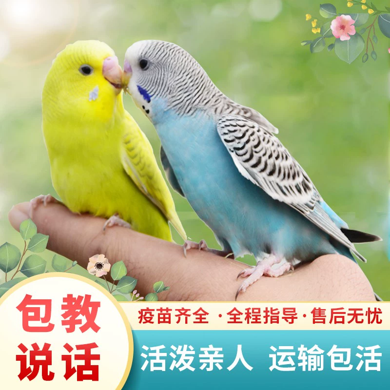 特色大头虎皮鹦鹉亲人可上手 活体宠物鸟