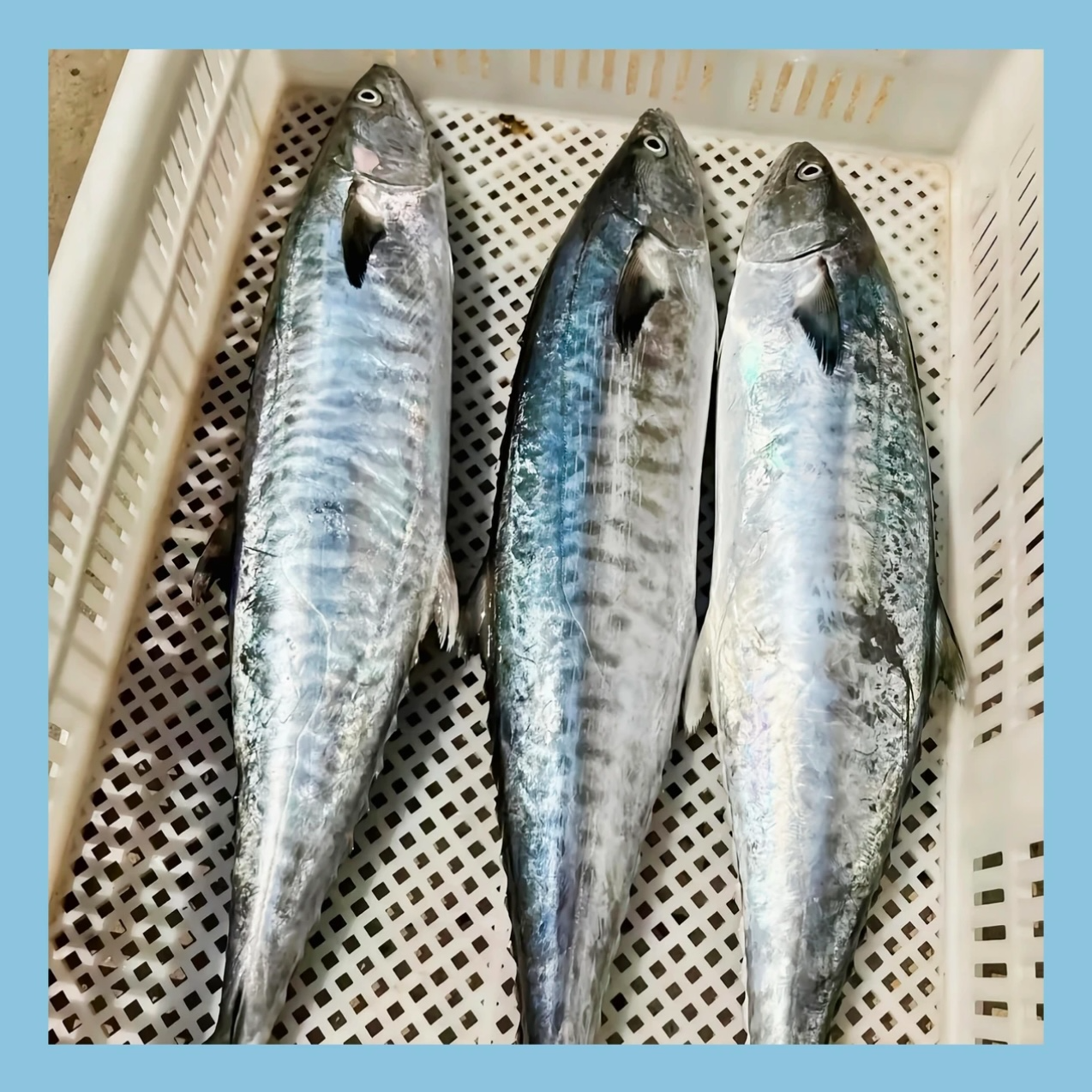 【20斤-20.9斤】本港马鲛鱼整条原切广东茂名博贺港海钓当天发货