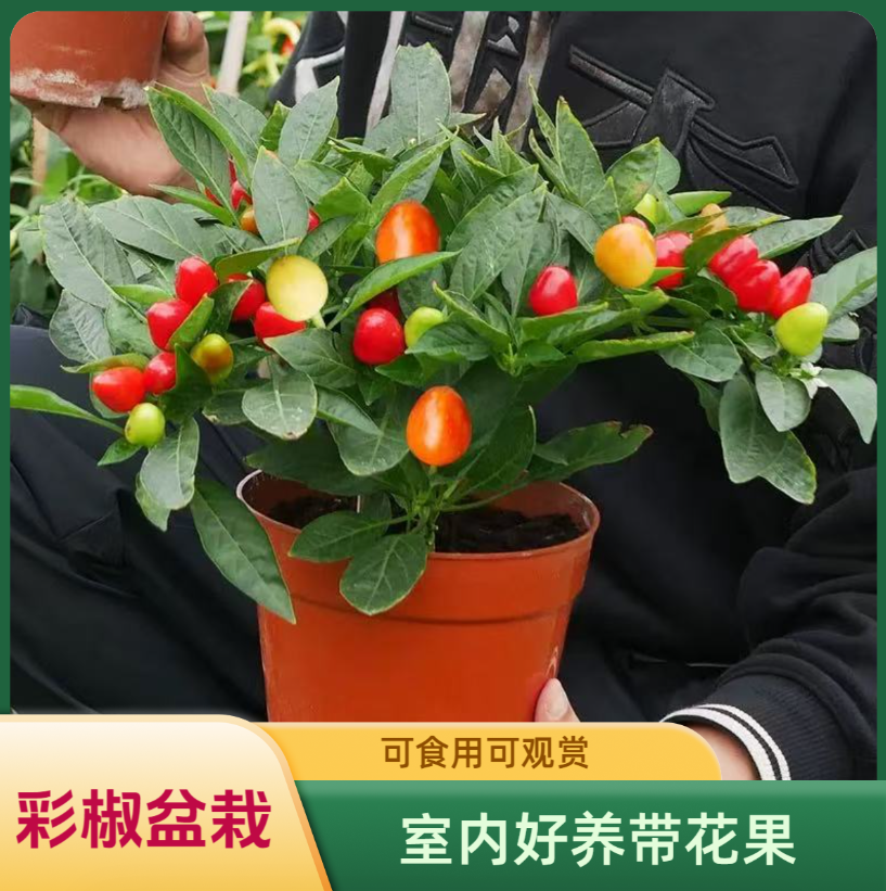 彩椒盆栽好养植物苹果椒植物