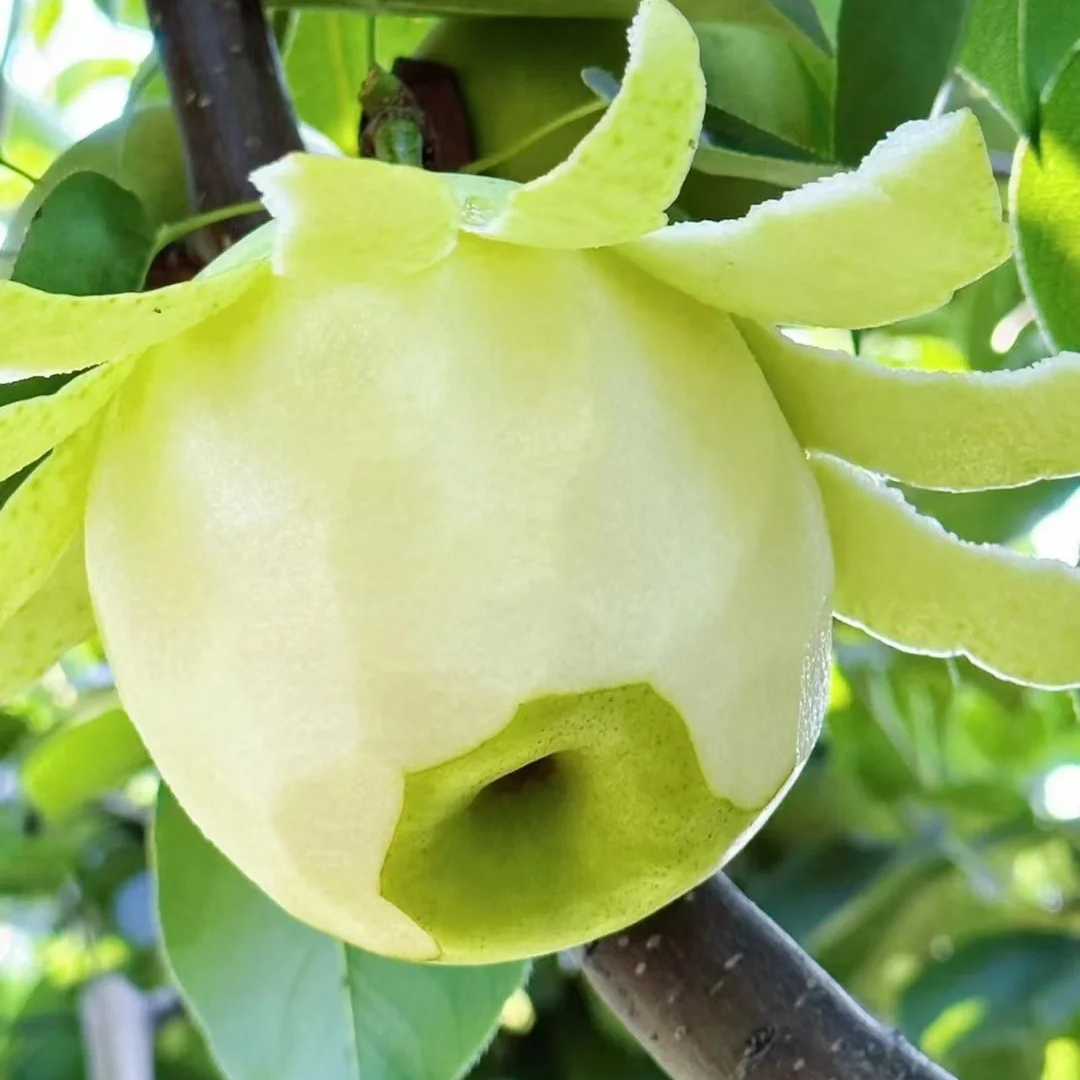 【产地直发】砀山青脆蜜梨翠冠梨皇冠梨酥脆一号皮薄多汁现摘现发SL