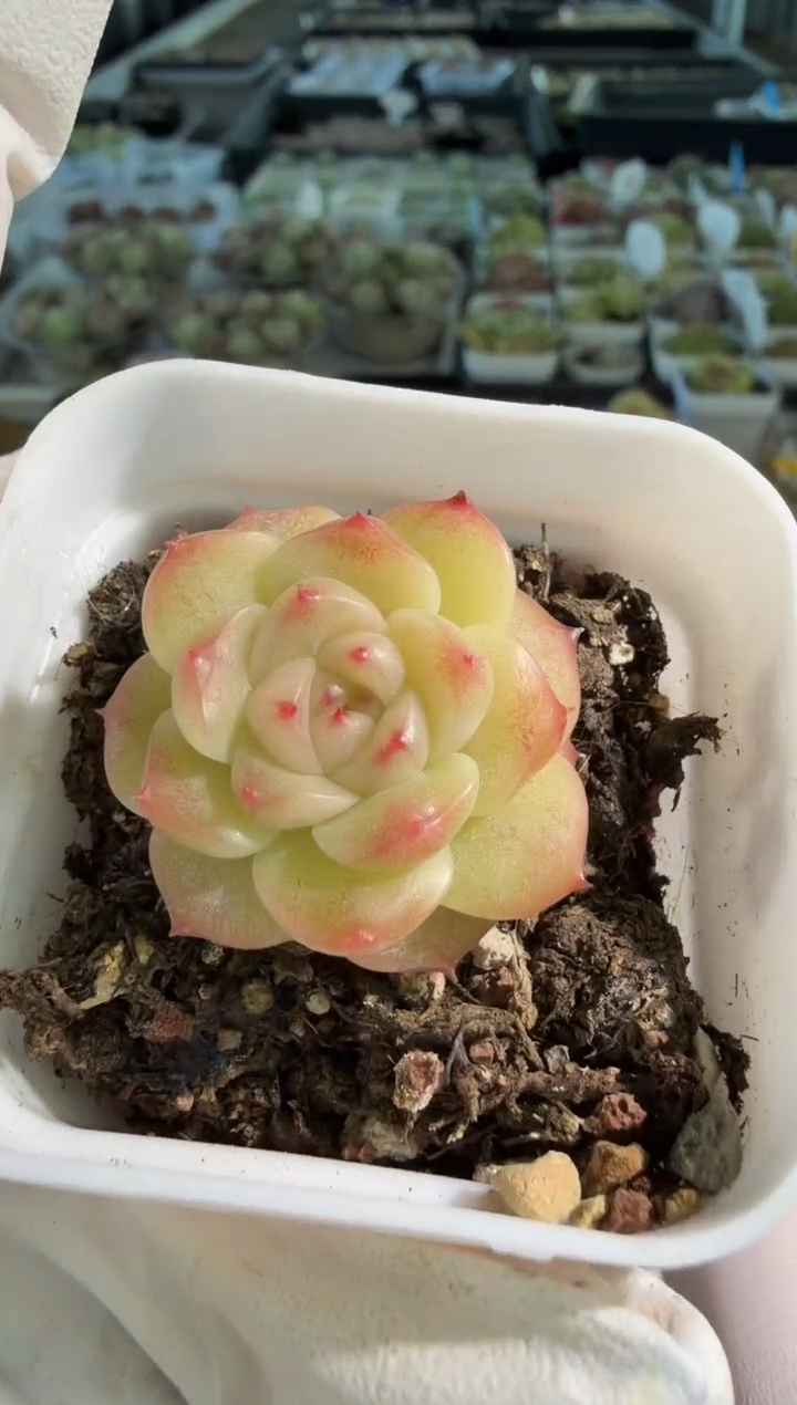 470山茶花五方一盆 单双混 量拍混发