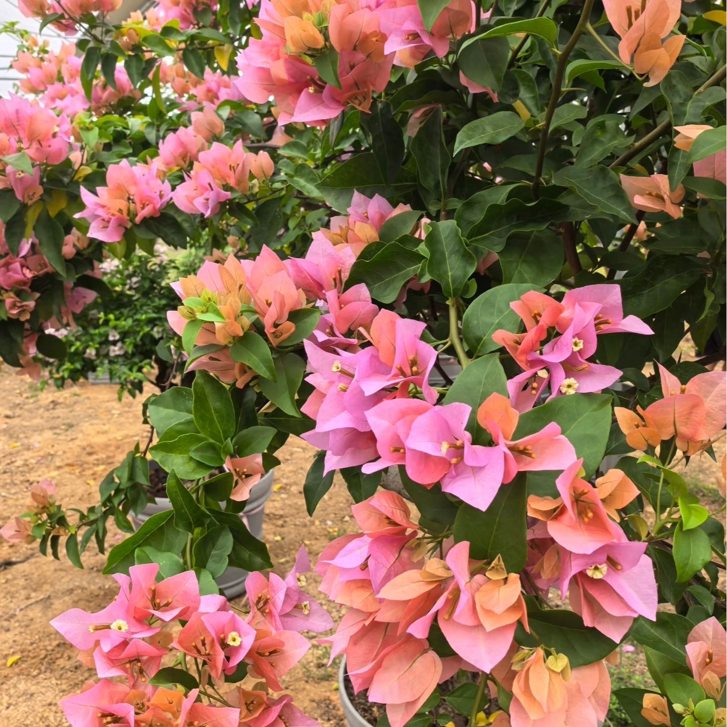 【哈德逊夫人】三角梅易养护室内外庭院花卉观赏原盆土根爆花好养