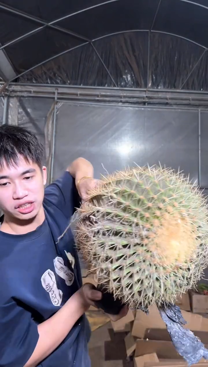 实生根 大金虎 15-20cm