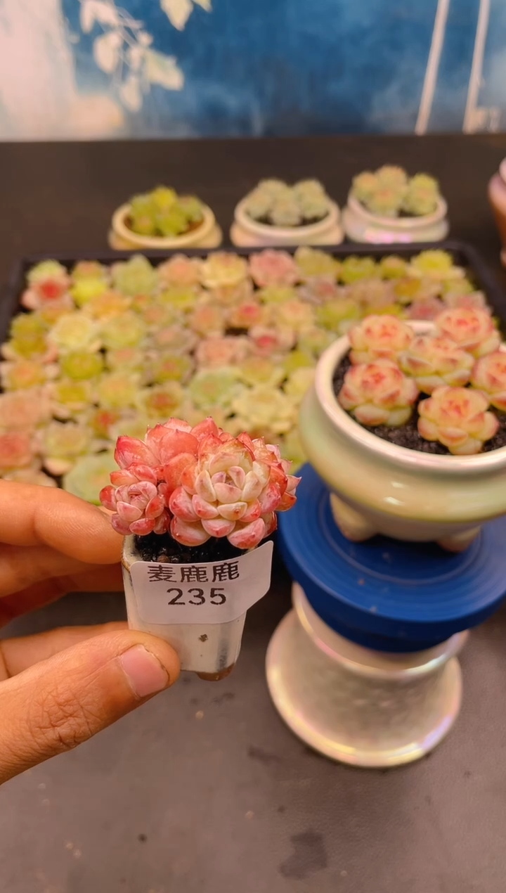235冰糖水晶群生          带盆土    一物一拍