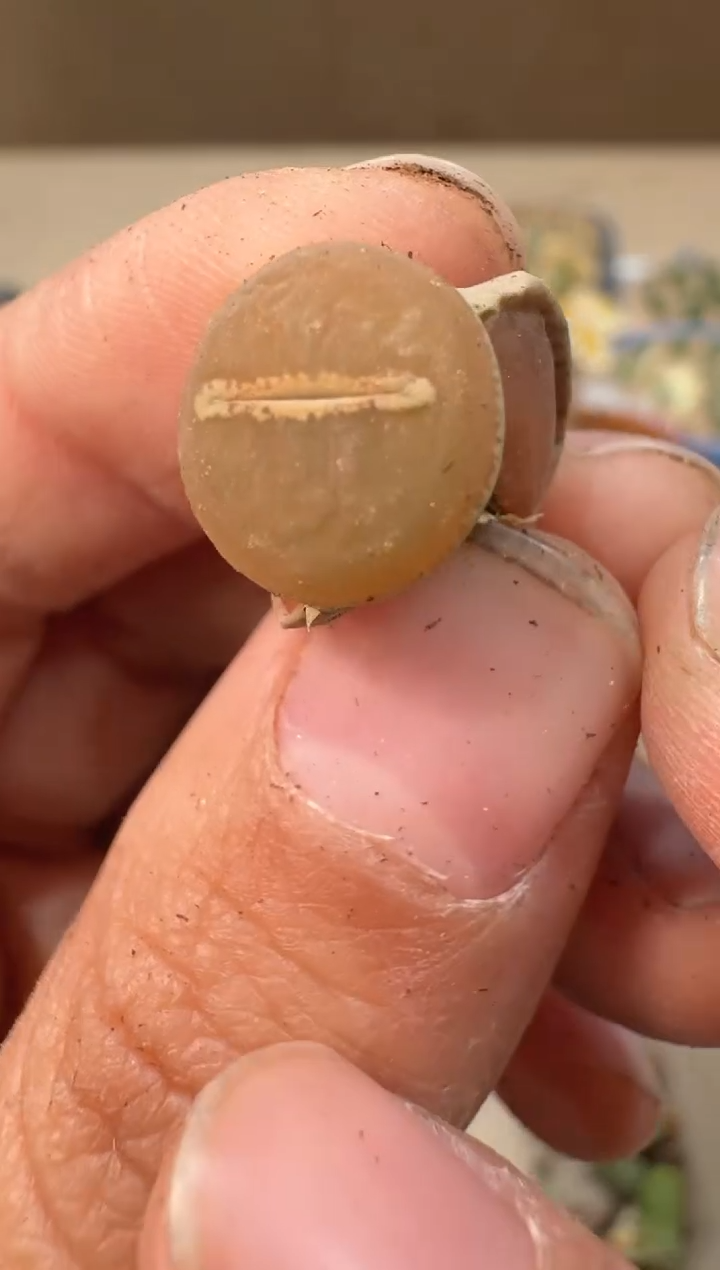 24-66多肉植物肉锥