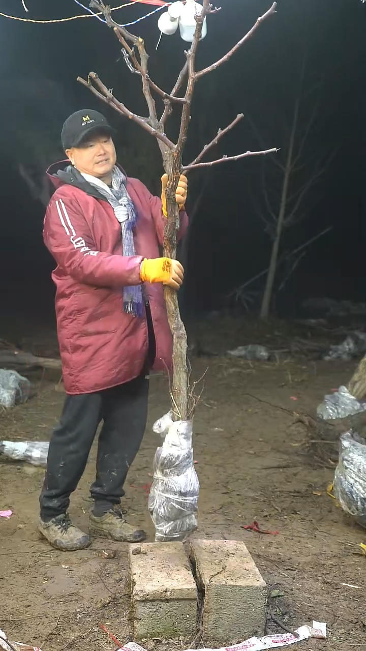 完全开放枣树098