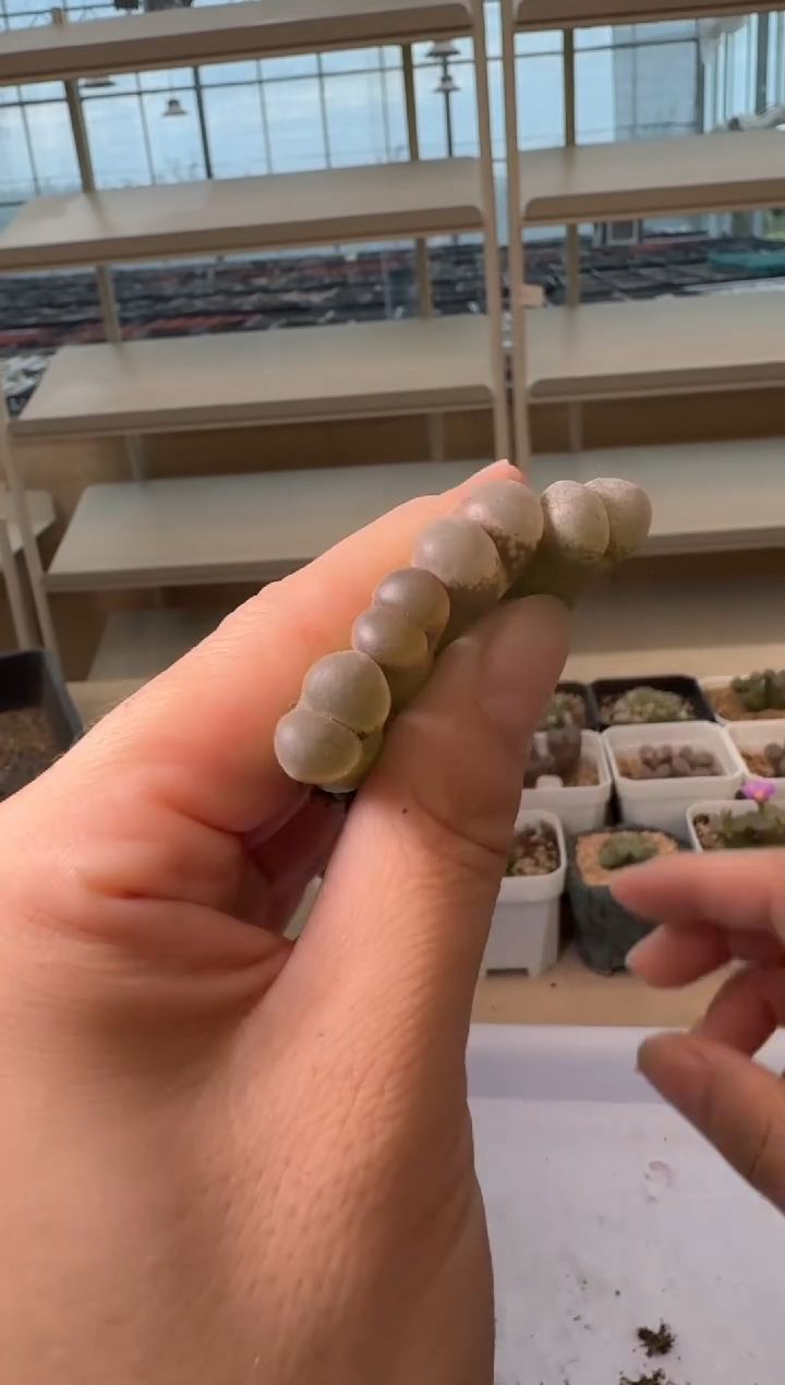 24-80多肉植物肉锥