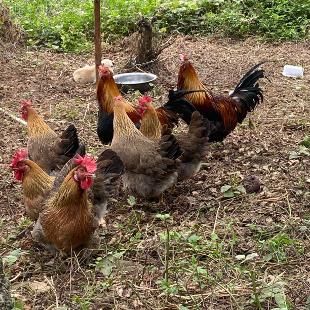 山水杂粮跑山鸡项220天4斤到4.23斤，宰杀后3斤左右