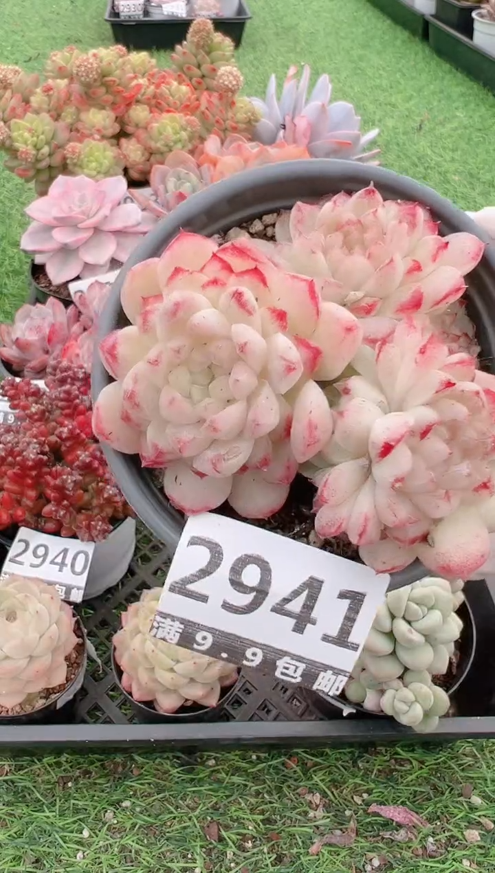 【闪购商品】信福多肉一物一拍