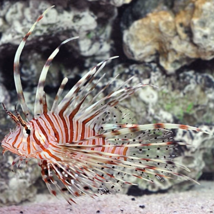 狮子鱼吃小鱼热带海洋观赏生物海缸fot缸