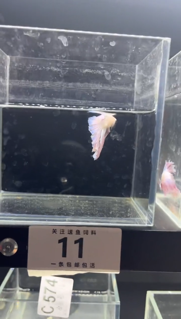 斗鱼直播竞拍链接11