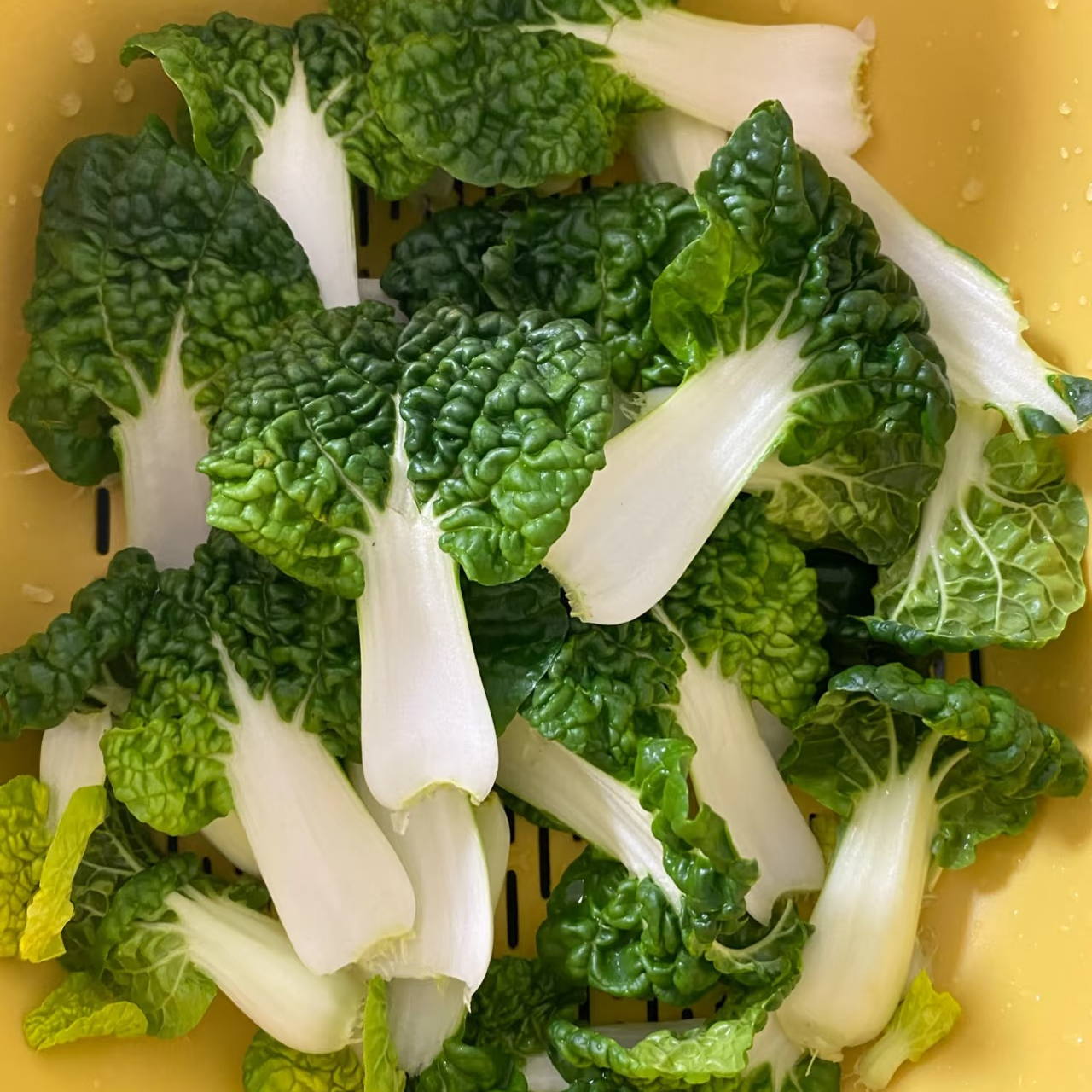 露天黄心菜 冬季时令霜冻菜 顺丰包邮 黄心菜