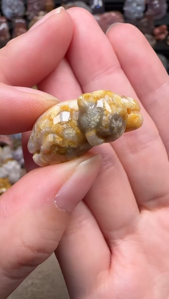 颈饰未镶嵌硅化珊瑚（珊瑚玉）024