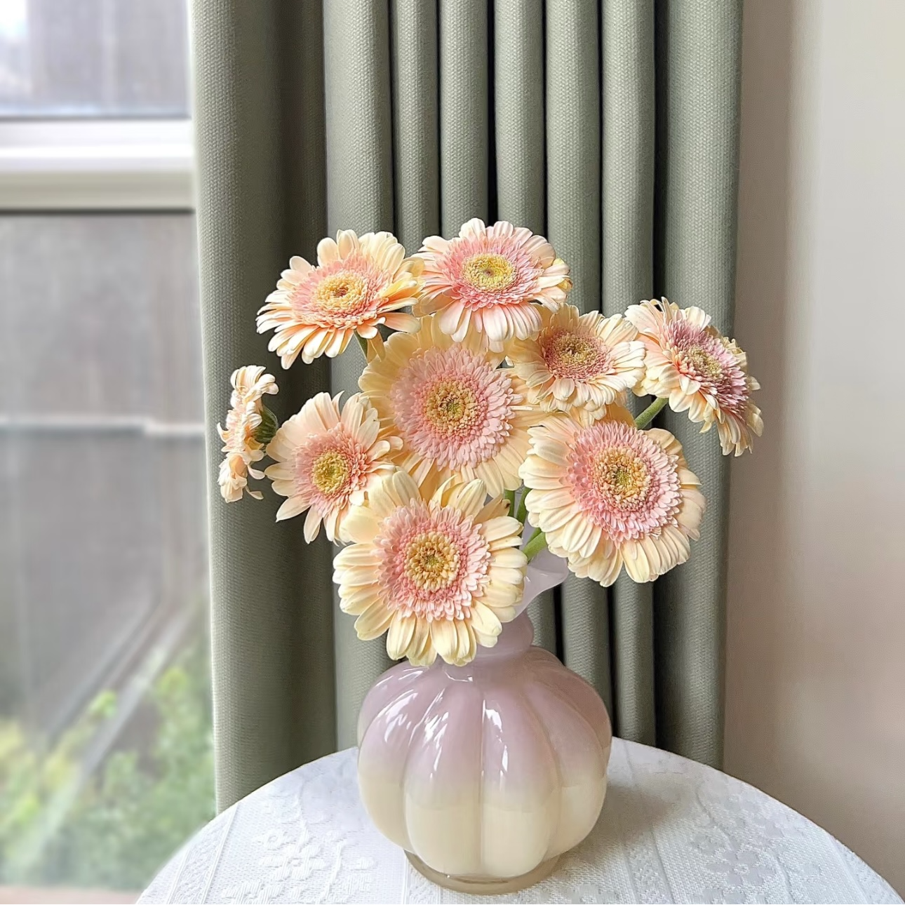 三岁花集-爱丽丝非洲菊10枝（一单顺丰冷链包邮）
