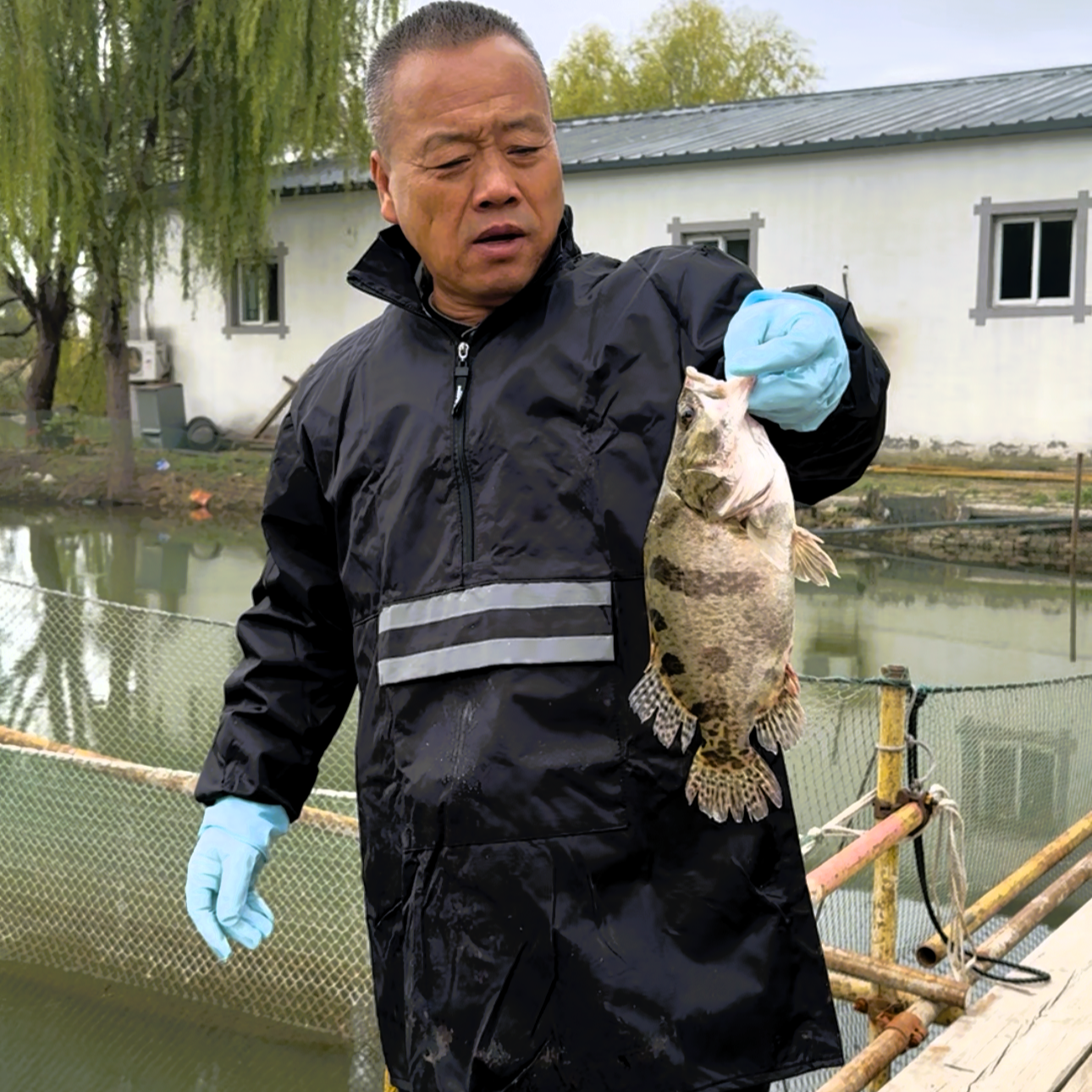 【鳜鱼】冰鲜发货 雄安特产  2 条保底四斤 