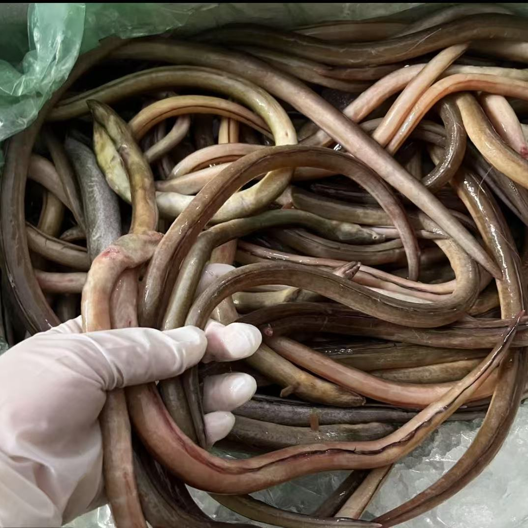 广东惠来神泉本港海鳝 野生海鱼 顺丰冷链包邮