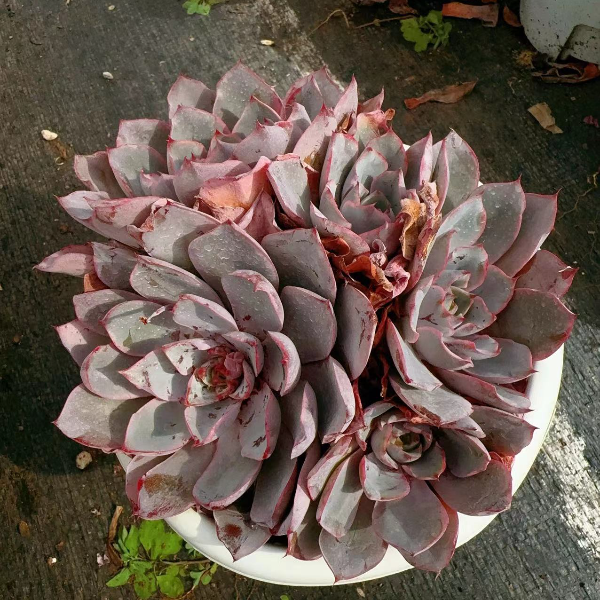 精品赫拉 新手好养 精品多肉植物云南发货