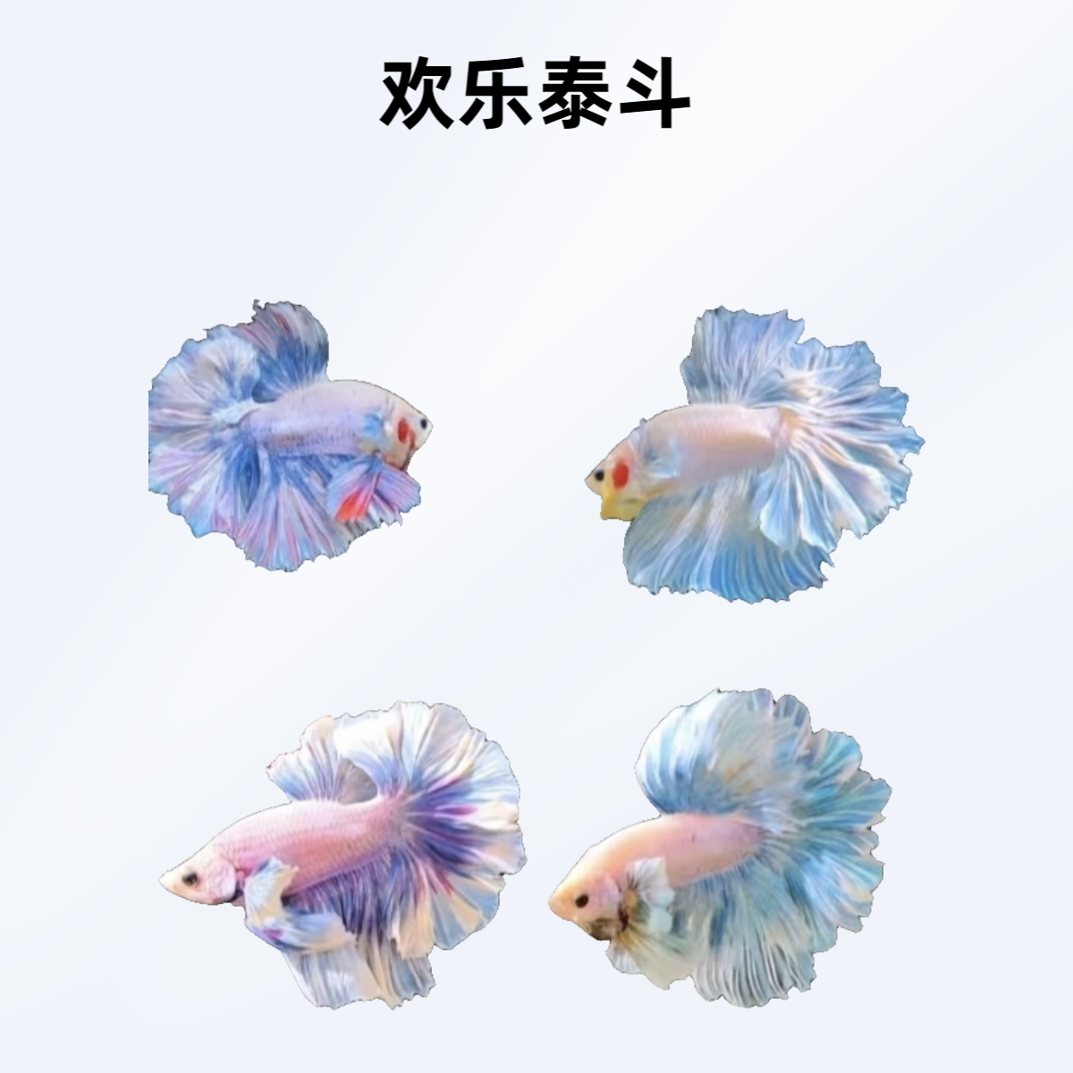 B11（241-264）欢乐泰斗小型观赏鱼（直播间选鱼）