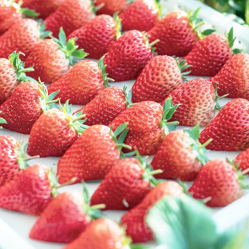本地鲜草莓 自然生长 口感细腻 果香浓郁 