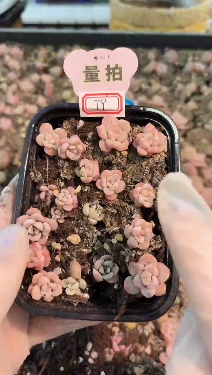 T9粉甜心 切糕1盒 量拍混发