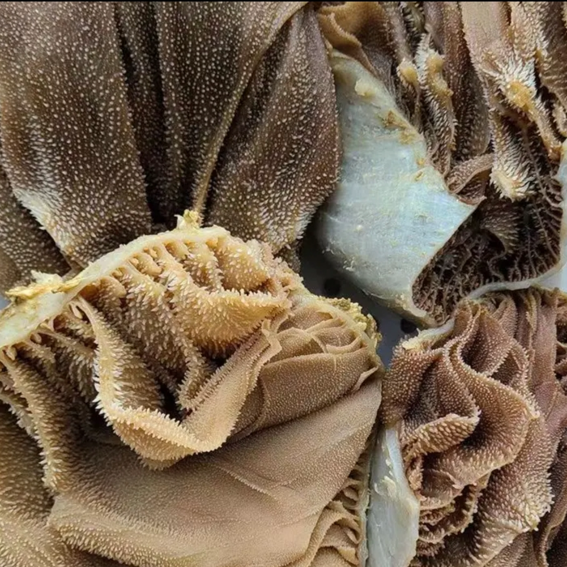 新鲜黑毛肚牛百叶整个毛肚商用火锅食材