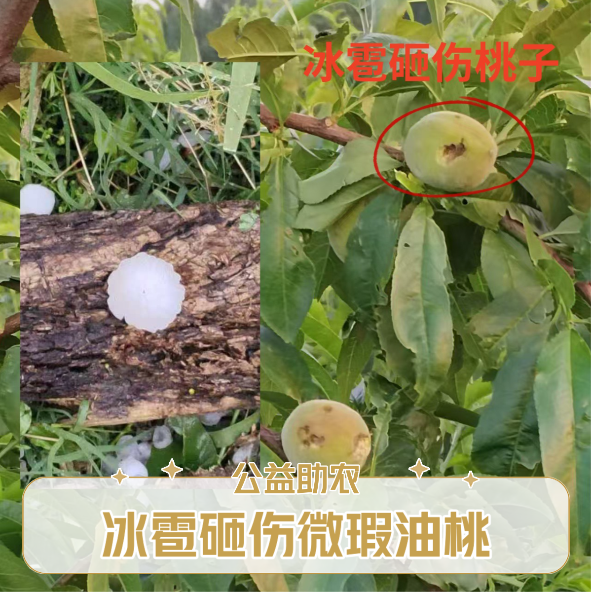 【公益助农】冰雹砸伤微瑕油桃（表皮有砸伤/不影响食用/介意勿拍）