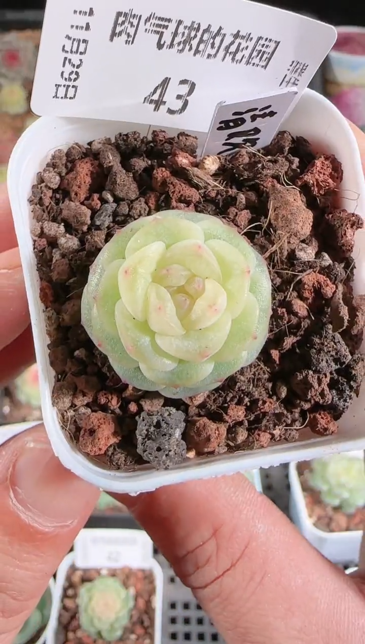 多肉1129-43清欢群生不包整