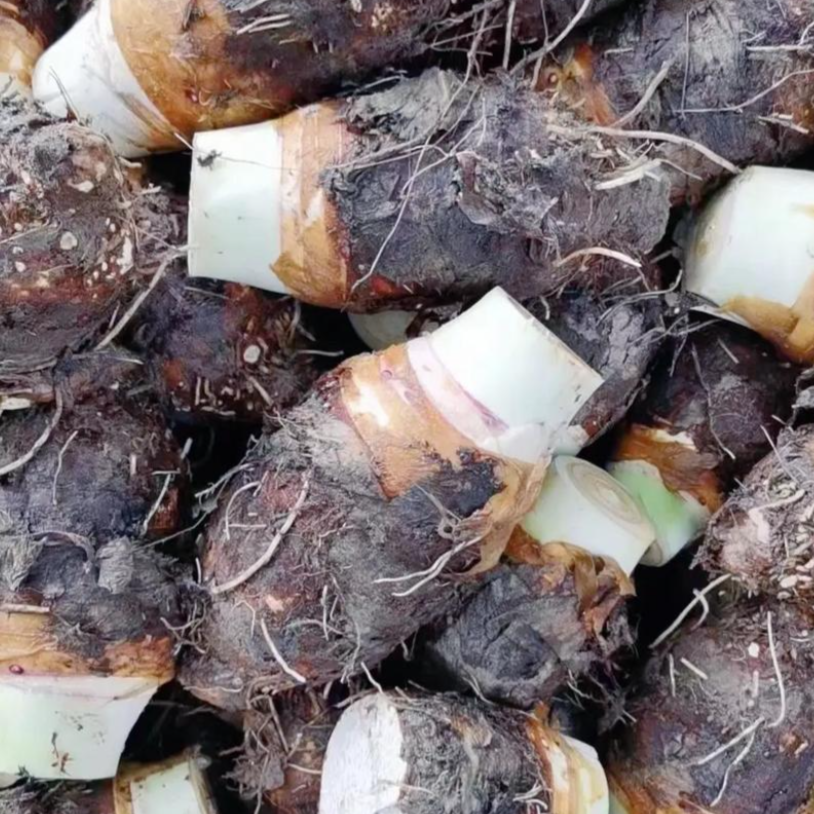 【松小溪精选芋头】