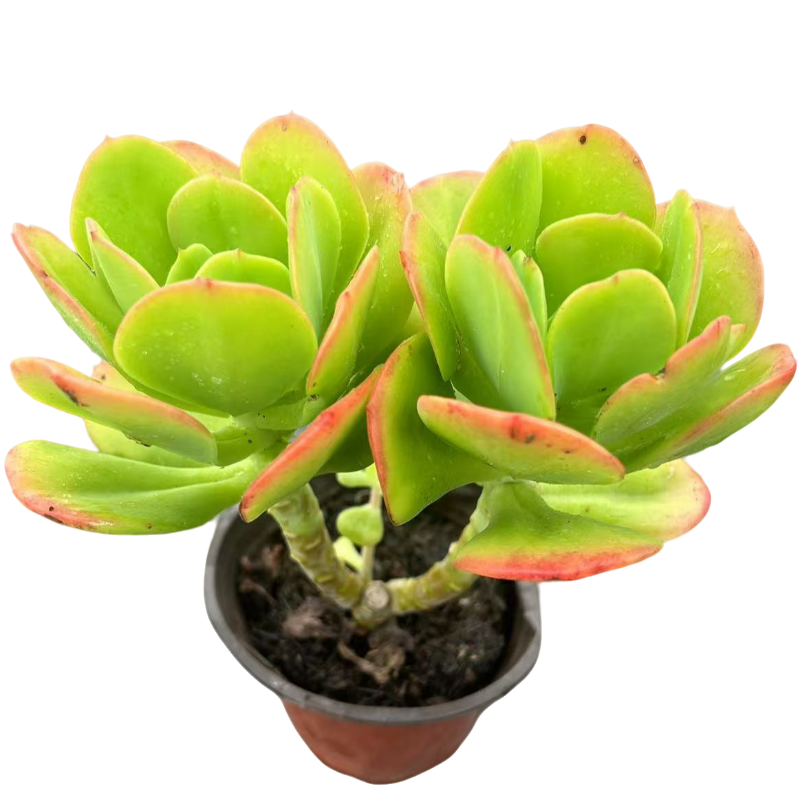红梅2棵脱土多肉植物室内绿植净化空气