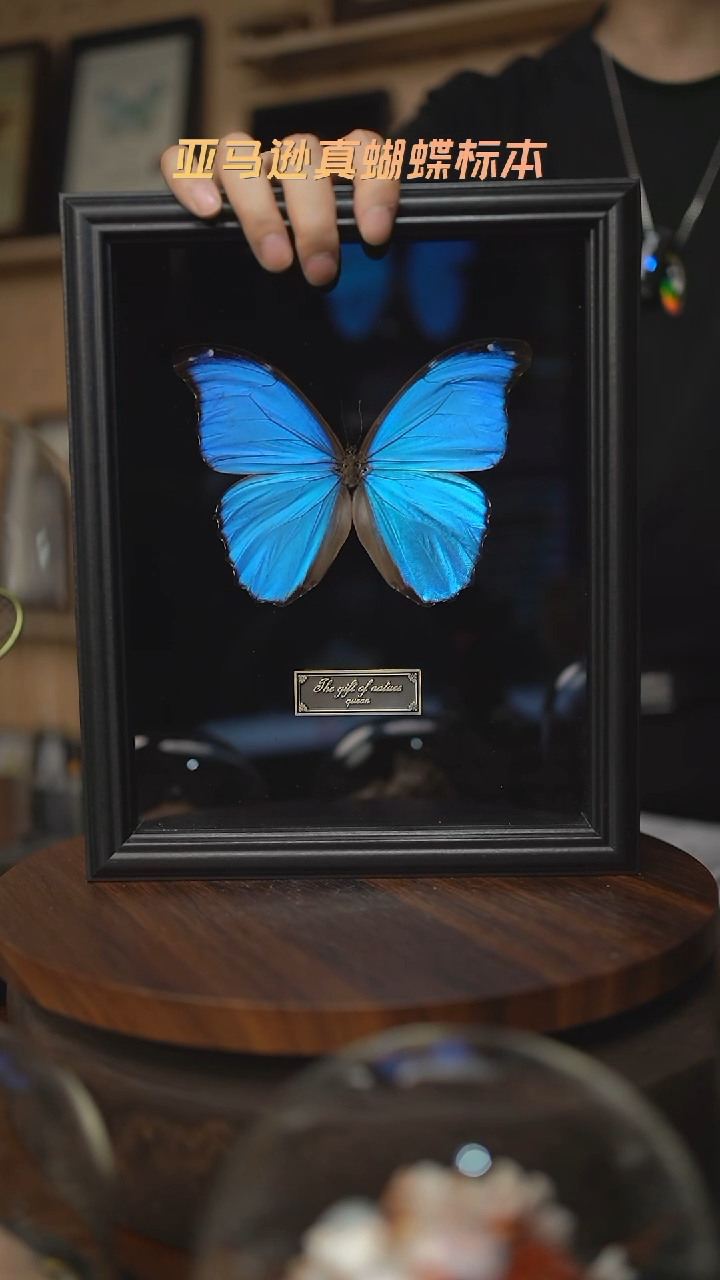 大蓝闪蝶黑绒底版10寸欧式框