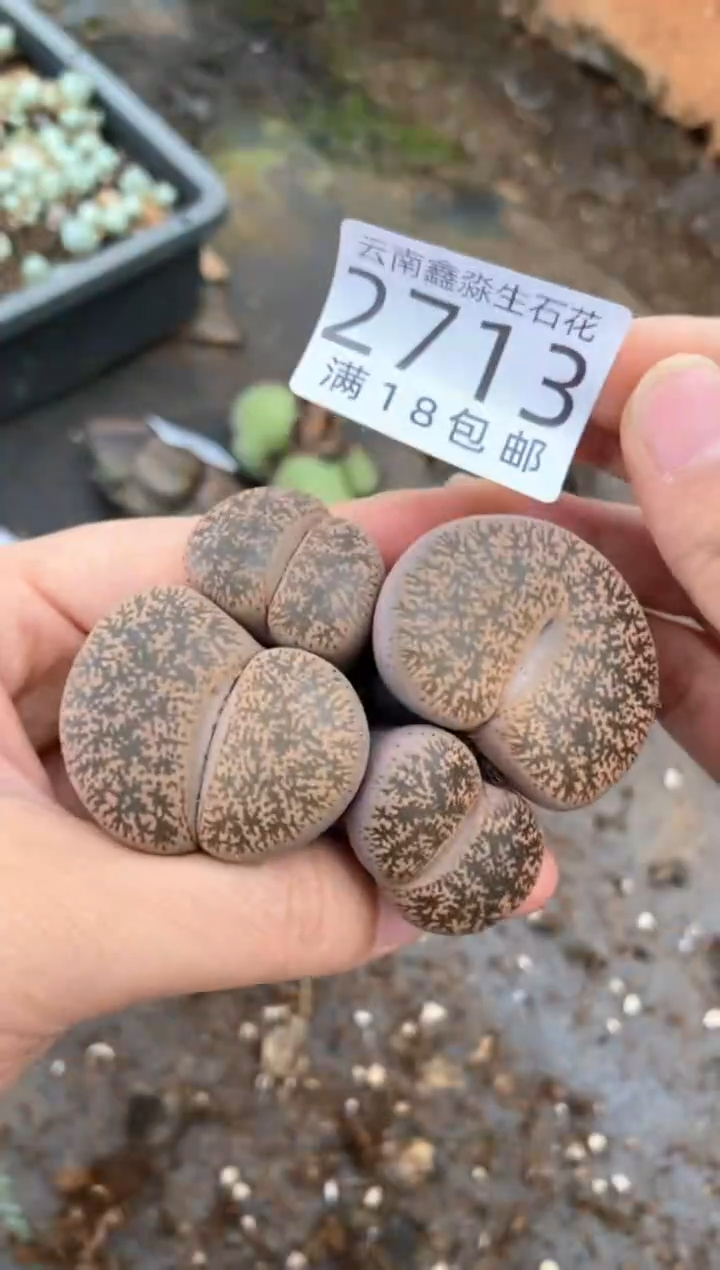 2713特价紫勋群生有瑕疵发货1群