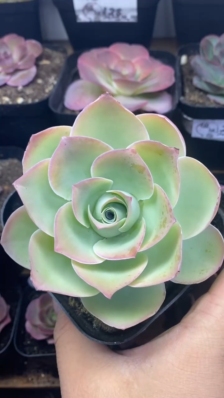 楹楹山地玫瑰/24/10cm