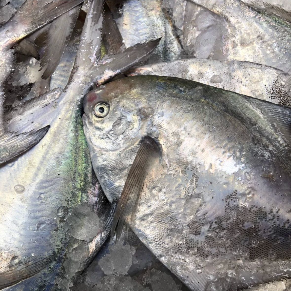 东海热气白鲳鱼银鲳鱼海鲜5-8两/条到手净重3斤以上冰鲜发货大鲳