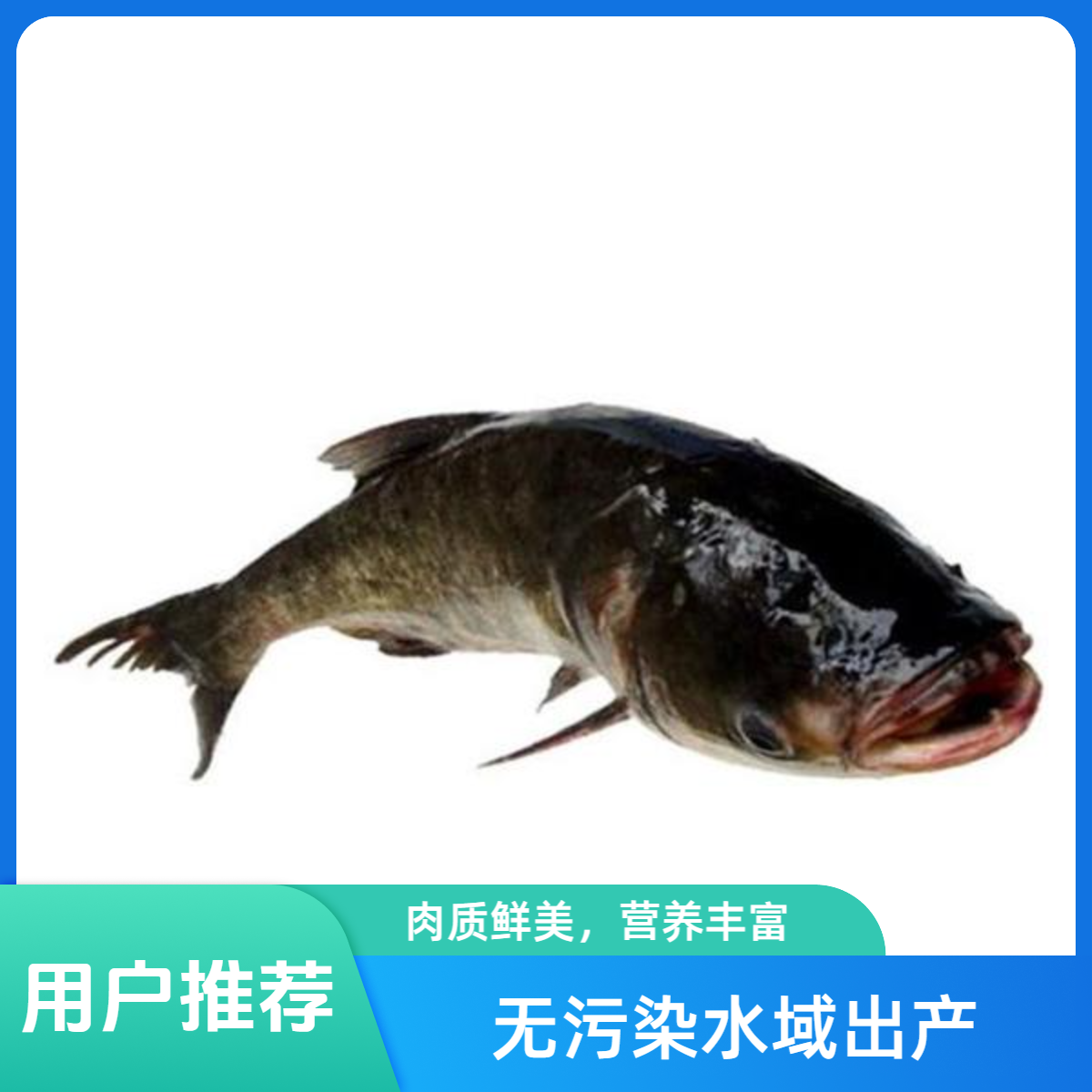 花鲢鱼【鲜活】1400g~1950g