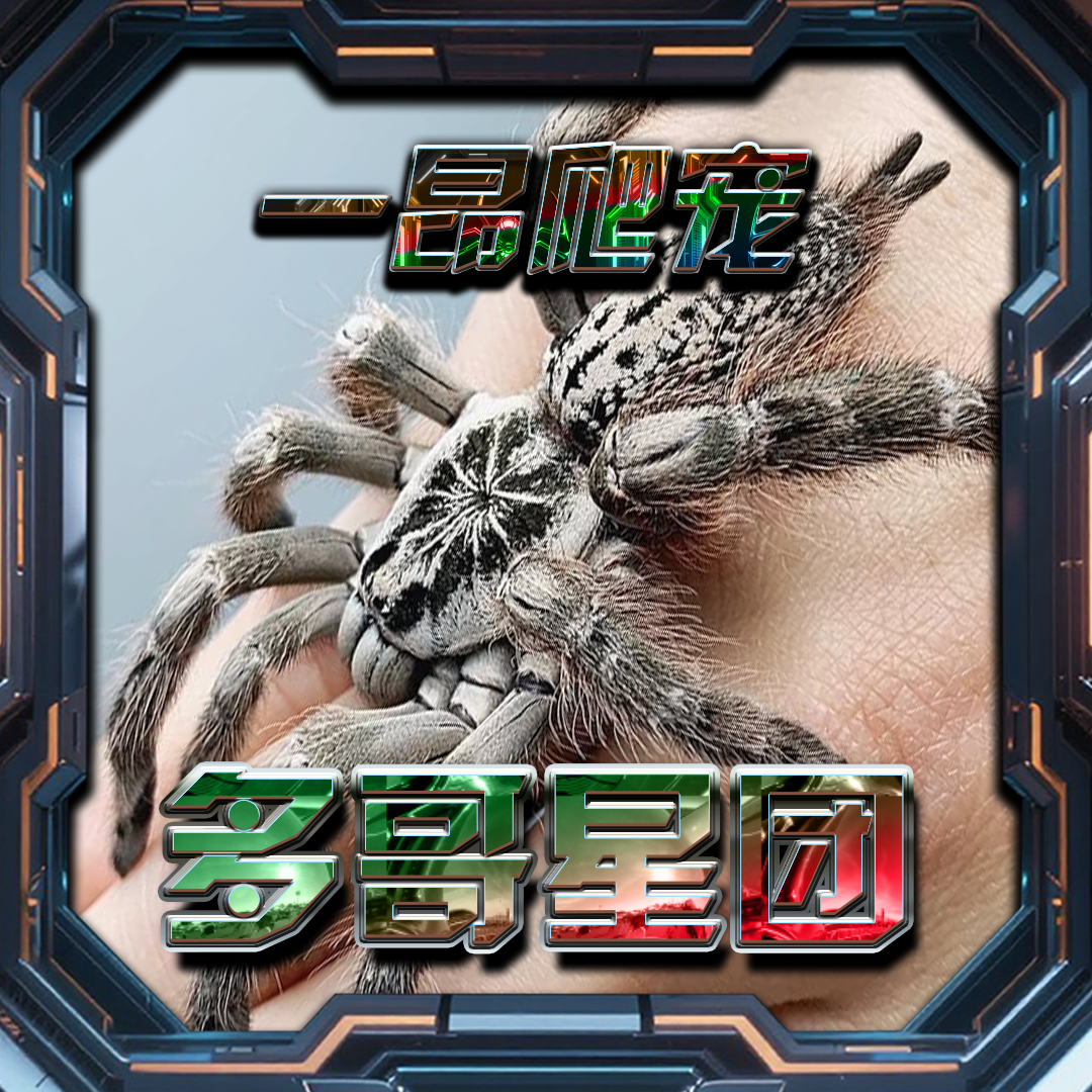 多哥星团巴布宠物蜘蛛活体树栖新手进阶