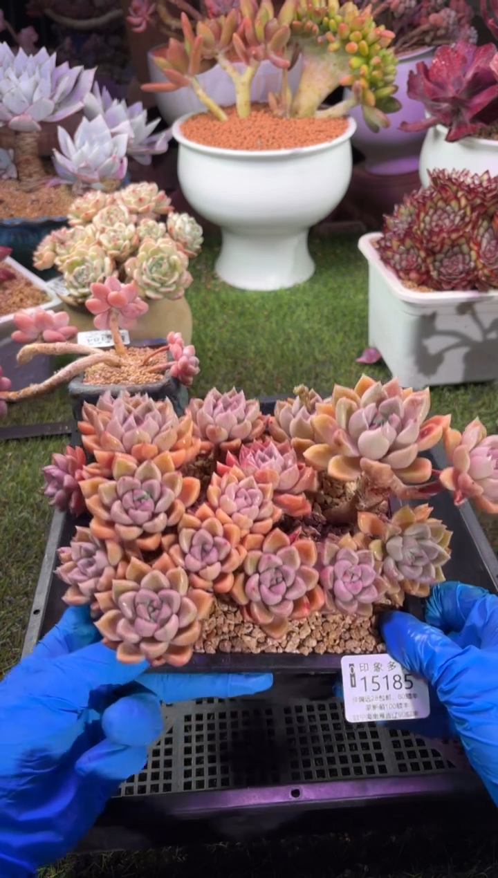 【闪购商品】15185