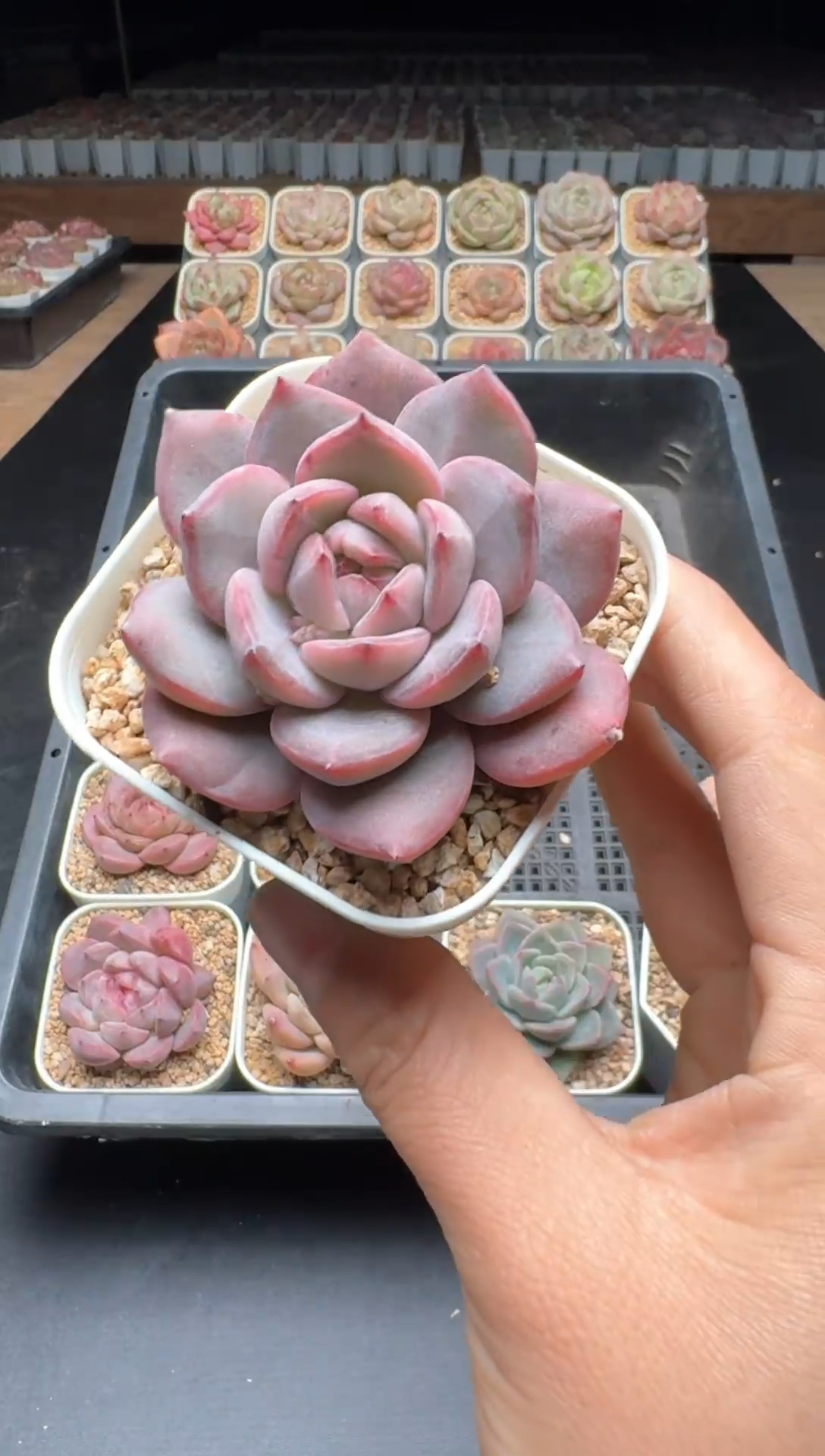 【闪购商品】894号一物一拍珍妮多肉花卉植物3颗起发