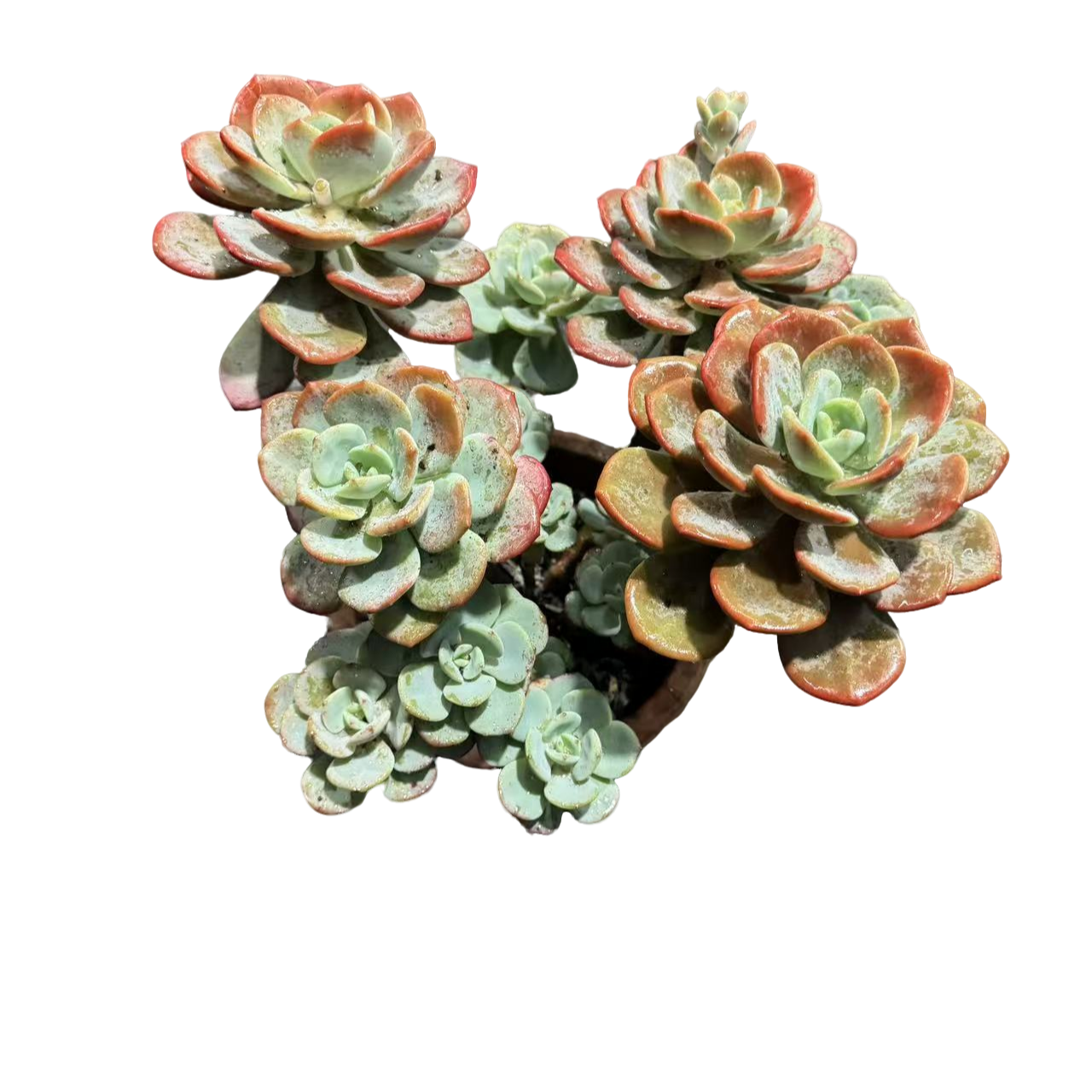 精品多肉 白月光