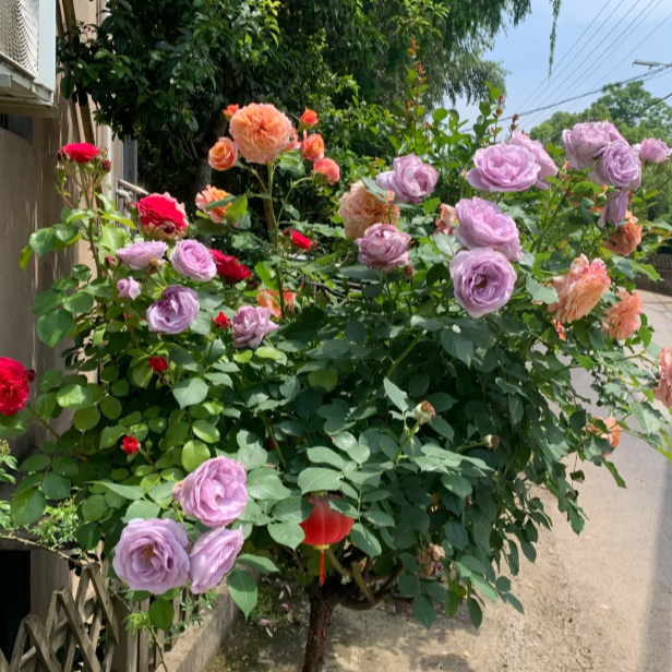 多色月季盆栽带花带花苞阳台庭院南北方均可简单种植好养