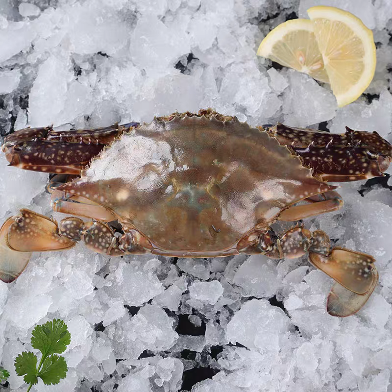 〔保鲜〕渤海湾梭子蟹斤，【保鲜不保活】加碎冰保鲜发货只两